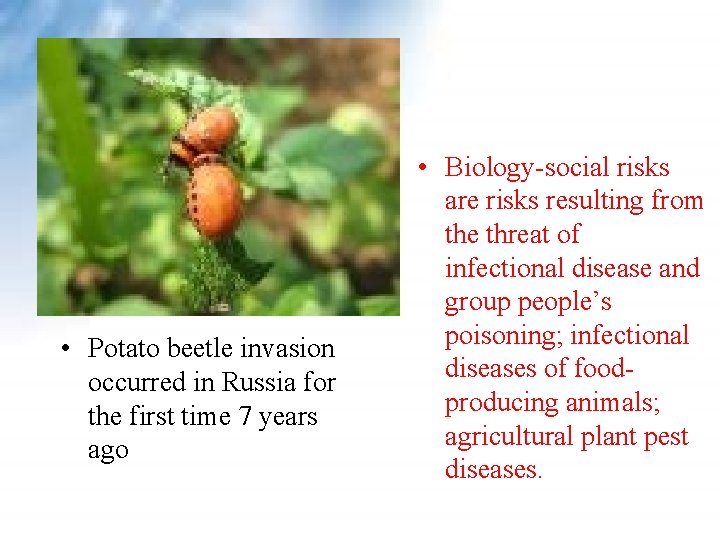 • Potato beetle invasion occurred in Russia for the first time 7 years • Potato beetle invasion occurred in Russia for the first time 7 years