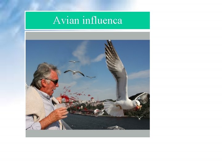 Avian influenca Avian influenca