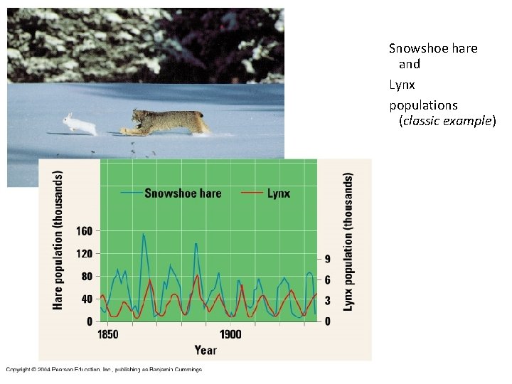 Snowshoe hare and Lynx populations (classic example) 