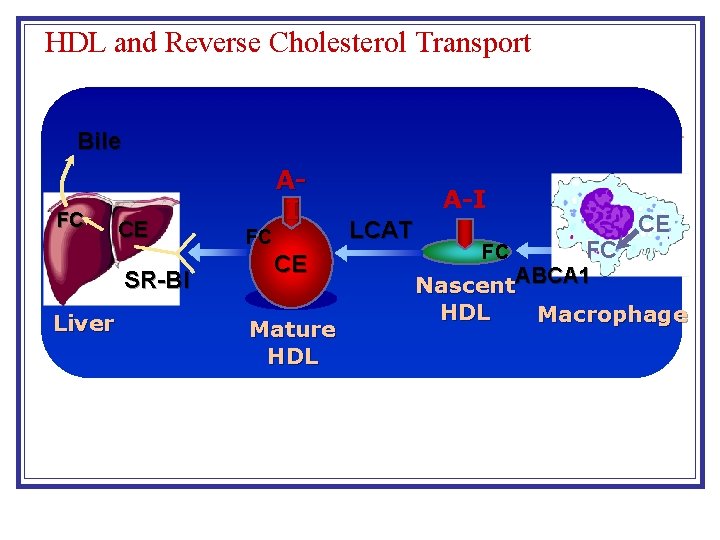 HDL and Reverse Cholesterol Transport Bile FC CE SR-BI Liver AI FC CE Mature HDL and Reverse Cholesterol Transport Bile FC CE SR-BI Liver AI FC CE Mature
