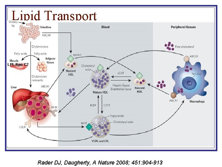 Lipid Transport LPL/Apo C 2 Rader DJ, Daugherty, A Nature 2008; 451: 904 -913 Lipid Transport LPL/Apo C 2 Rader DJ, Daugherty, A Nature 2008; 451: 904 -913