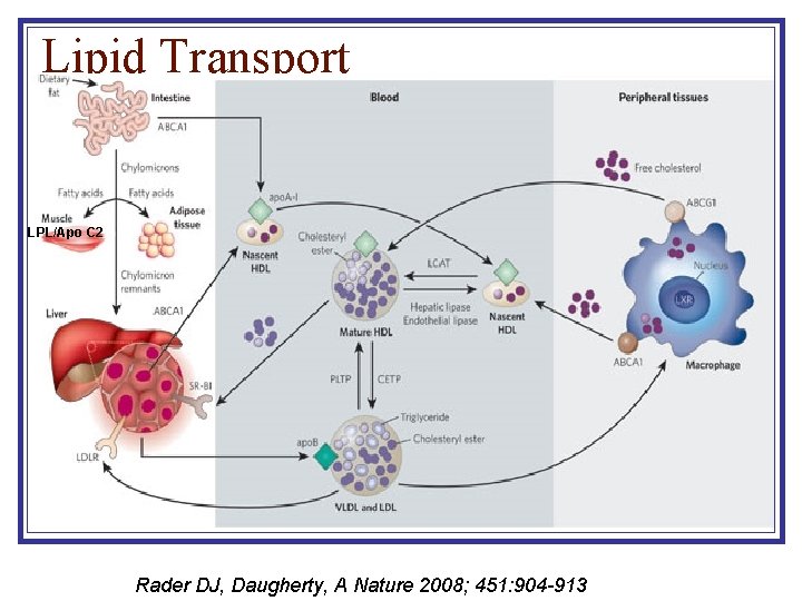 Lipid Transport LPL/Apo C 2 Rader DJ, Daugherty, A Nature 2008; 451: 904 -913 Lipid Transport LPL/Apo C 2 Rader DJ, Daugherty, A Nature 2008; 451: 904 -913
