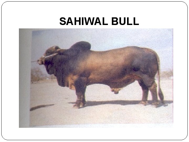 SAHIWAL BULL 