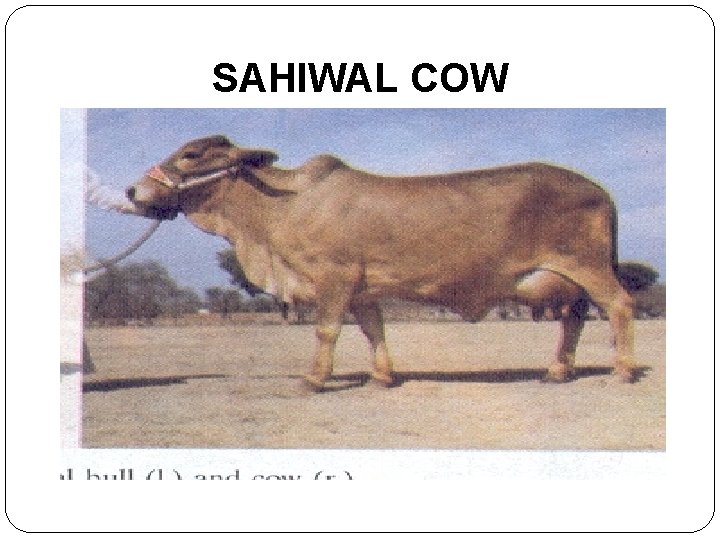 SAHIWAL COW 