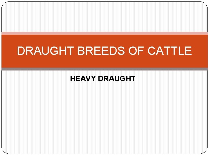 DRAUGHT BREEDS OF CATTLE HEAVY DRAUGHT 