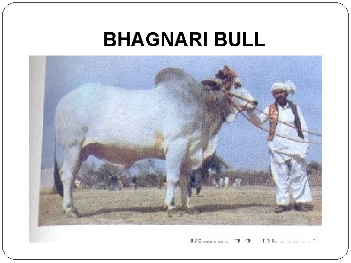 BHAGNARI BULL 