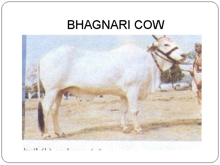 BHAGNARI COW 