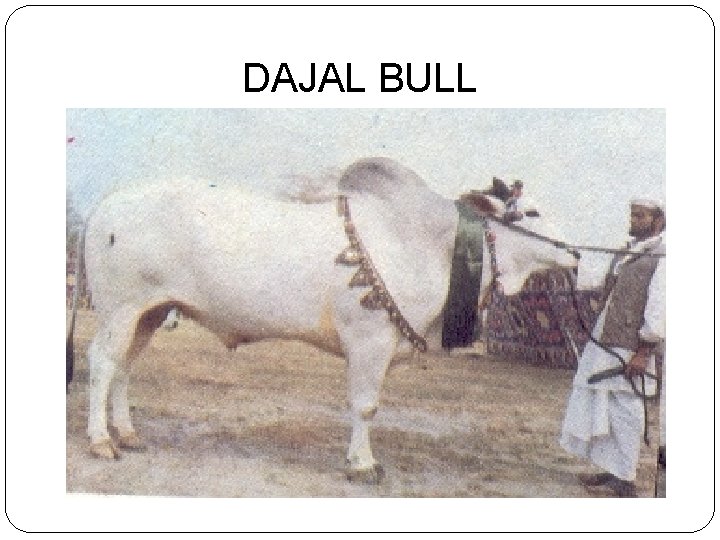 DAJAL BULL 