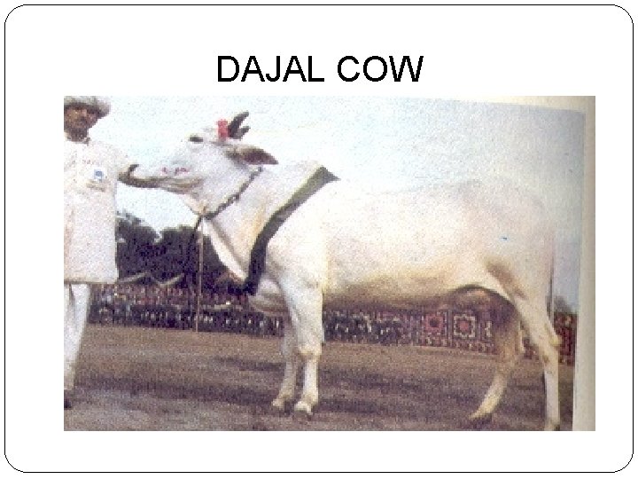DAJAL COW 