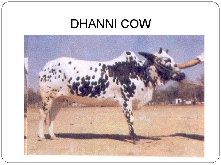 DHANNI COW 