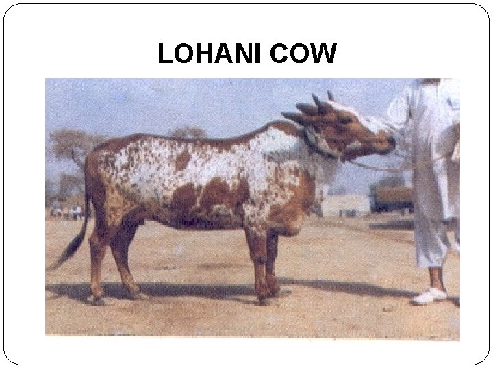 LOHANI COW 