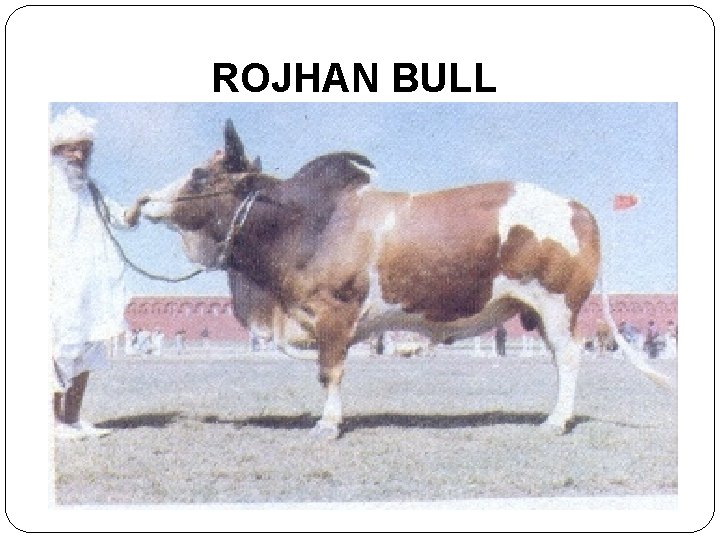 ROJHAN BULL 