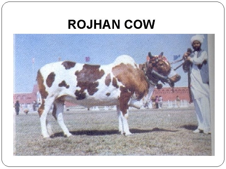 ROJHAN COW 