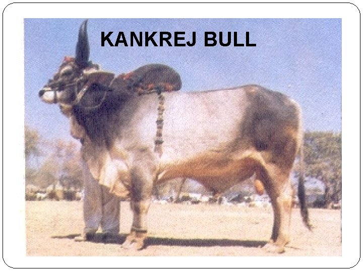 KANKREJ BULL 