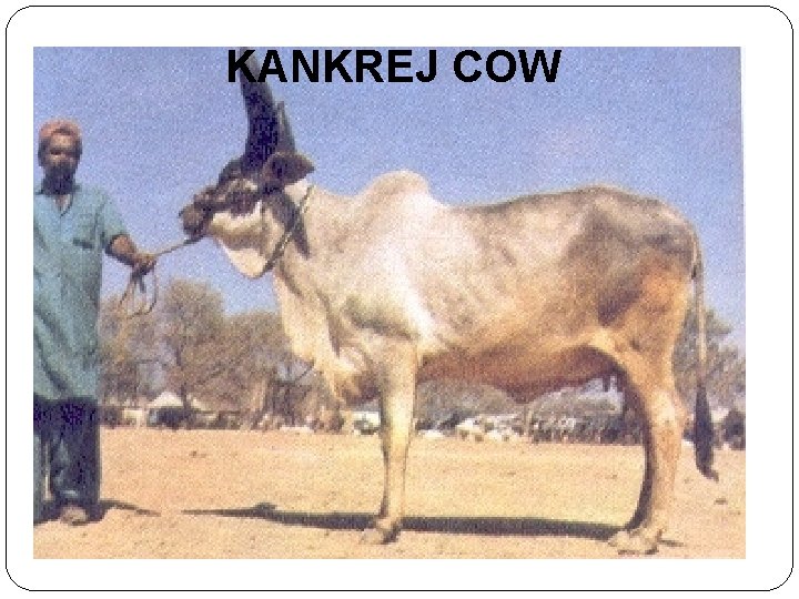 KANKREJ COW 