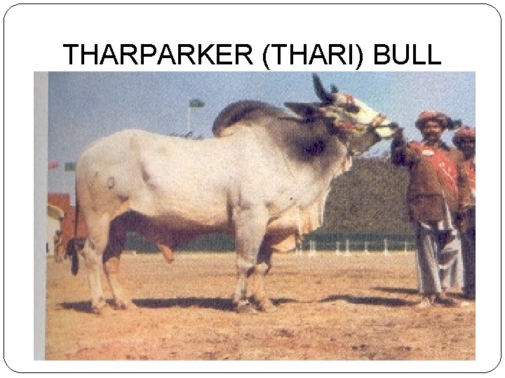 THARPARKER (THARI) BULL 