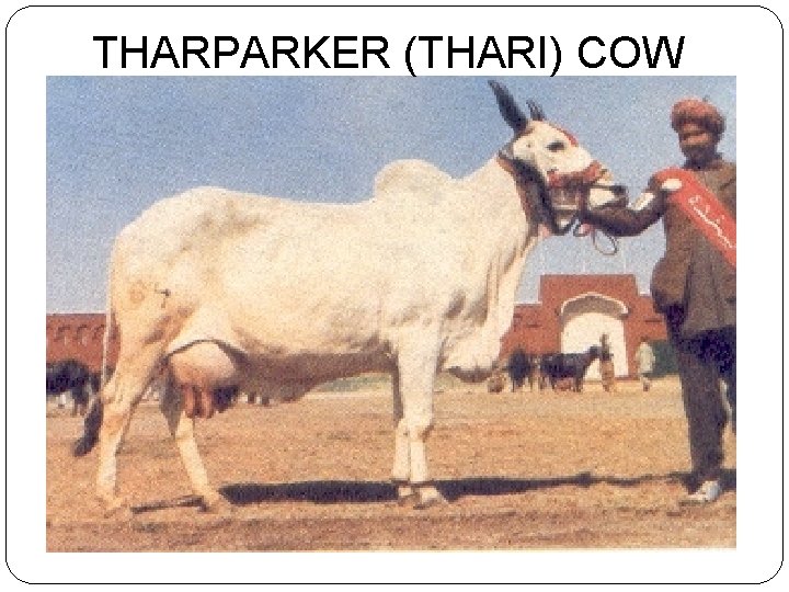 THARPARKER (THARI) COW 
