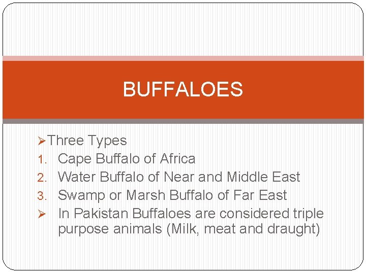 BUFFALOES ØThree Types 1. Cape Buffalo of Africa 2. Water Buffalo of Near and