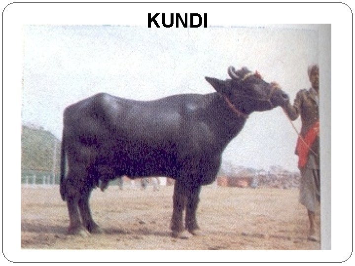 KUNDI 