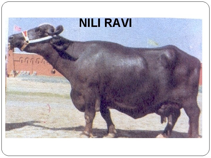 NILI RAVI 