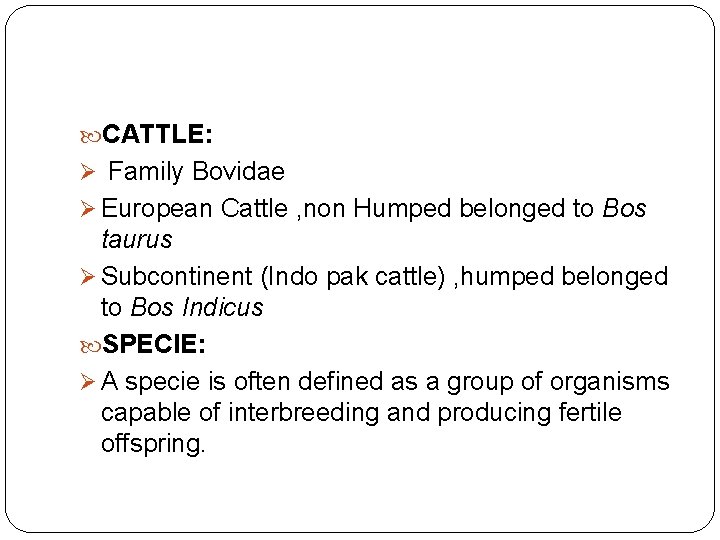  CATTLE: Ø Family Bovidae Ø European Cattle , non Humped belonged to Bos