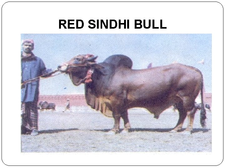 RED SINDHI BULL 