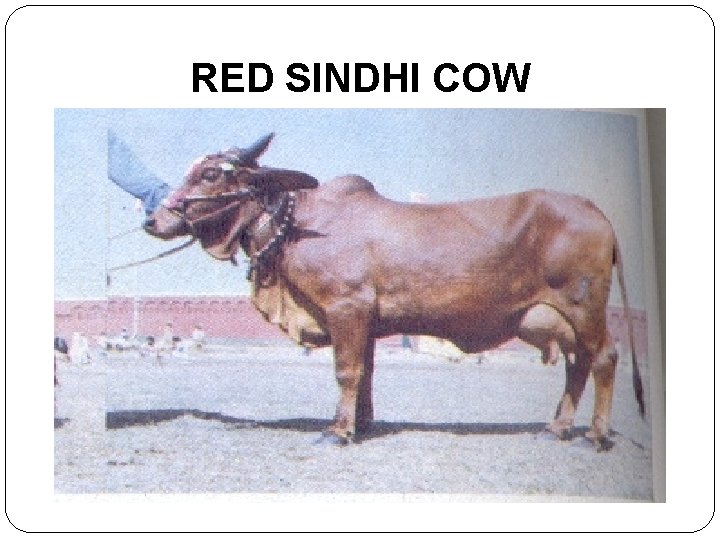 RED SINDHI COW 