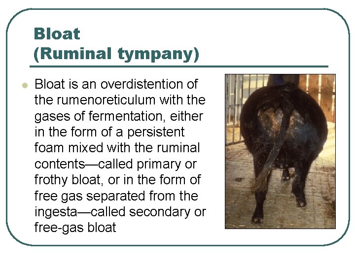 Bloat (Ruminal tympany) l Bloat is an overdistention of the rumenoreticulum with the gases Bloat (Ruminal tympany) l Bloat is an overdistention of the rumenoreticulum with the gases