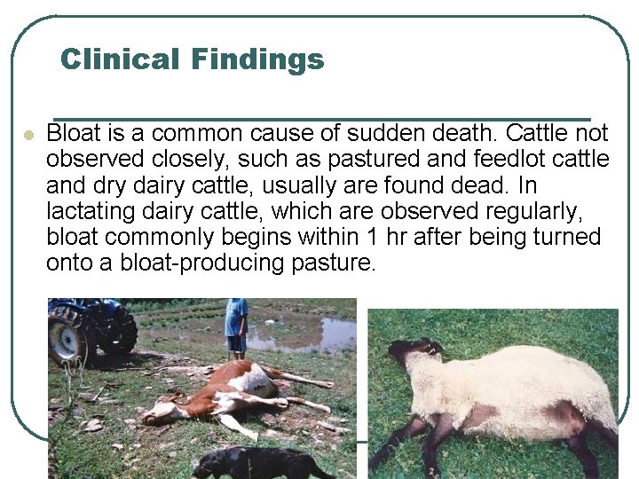 Clinical Findings l Bloat is a common cause of sudden death. Cattle not observed Clinical Findings l Bloat is a common cause of sudden death. Cattle not observed