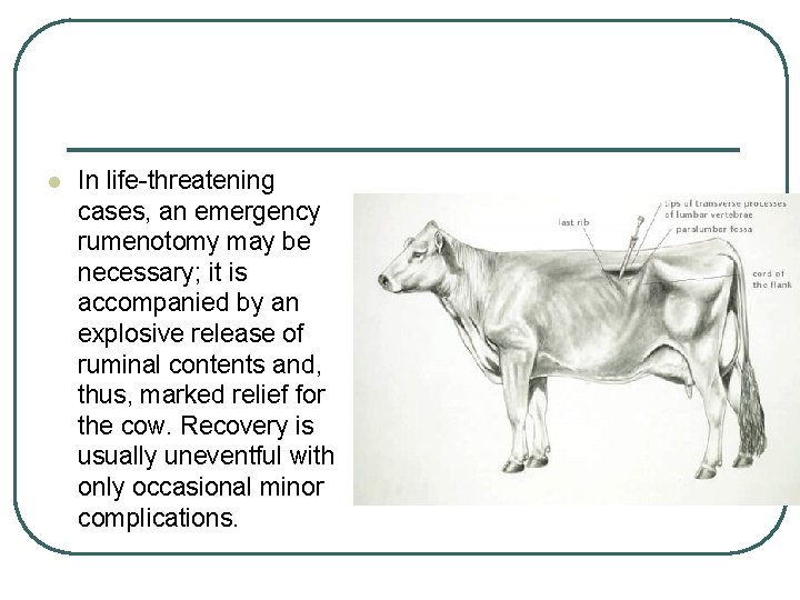 l In life-threatening cases, an emergency rumenotomy may be necessary; it is accompanied by l In life-threatening cases, an emergency rumenotomy may be necessary; it is accompanied by
