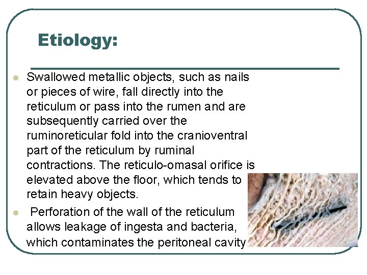 Etiology: l l Swallowed metallic objects, such as nails or pieces of wire, fall Etiology: l l Swallowed metallic objects, such as nails or pieces of wire, fall