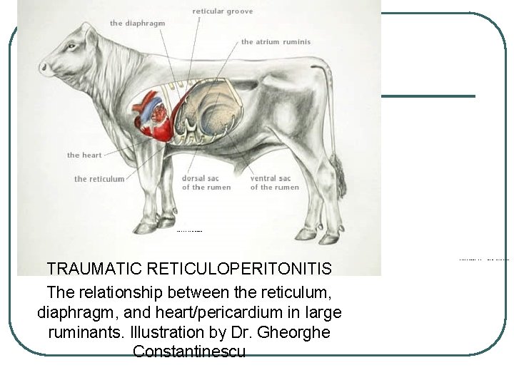 TRAUMATIC RETICULOPERITONITIS The relationship between the reticulum, diaphragm, and heart/pericardium in large ruminants. Illustration TRAUMATIC RETICULOPERITONITIS The relationship between the reticulum, diaphragm, and heart/pericardium in large ruminants. Illustration