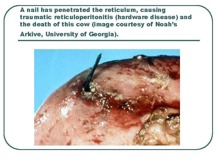 A nail has penetrated the reticulum, causing traumatic reticuloperitonitis (hardware disease) and the death A nail has penetrated the reticulum, causing traumatic reticuloperitonitis (hardware disease) and the death