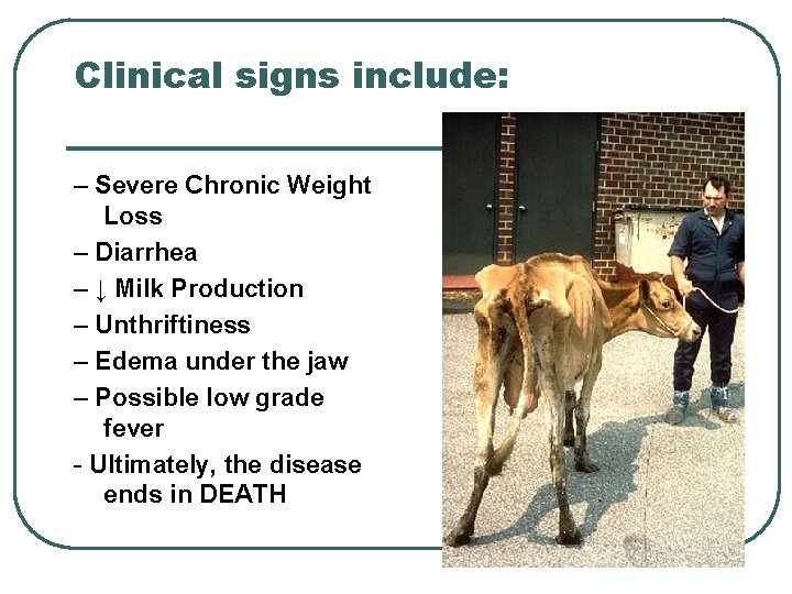 Clinical signs include: – Severe Chronic Weight Loss – Diarrhea – ↓ Milk Production Clinical signs include: – Severe Chronic Weight Loss – Diarrhea – ↓ Milk Production