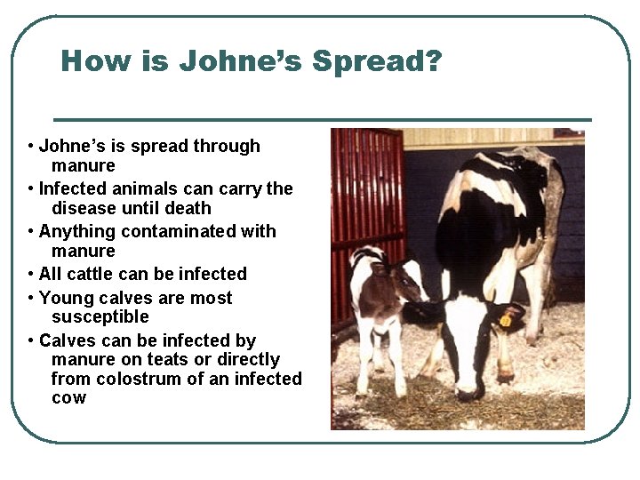 How is Johne’s Spread? • Johne’s is spread through manure • Infected animals can How is Johne’s Spread? • Johne’s is spread through manure • Infected animals can