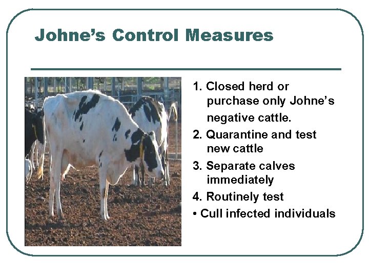 Johne’s Control Measures 1. Closed herd or purchase only Johne’s negative cattle. 2. Quarantine Johne’s Control Measures 1. Closed herd or purchase only Johne’s negative cattle. 2. Quarantine
