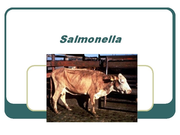 Salmonella Salmonella