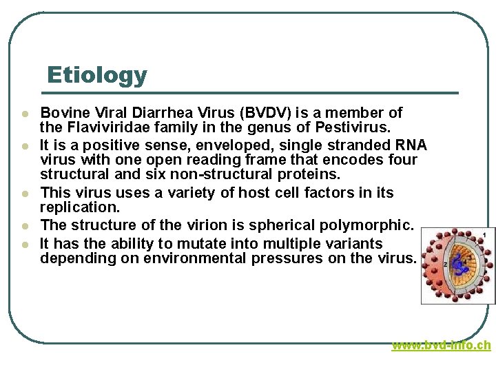Etiology l l l Bovine Viral Diarrhea Virus (BVDV) is a member of the Etiology l l l Bovine Viral Diarrhea Virus (BVDV) is a member of the