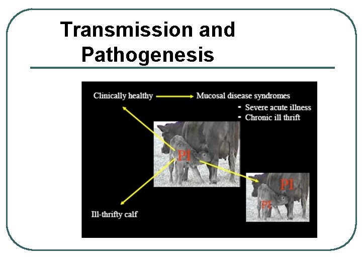 Transmission and Pathogenesis Courtesy Dr. Donal O’Toole Transmission and Pathogenesis Courtesy Dr. Donal O’Toole