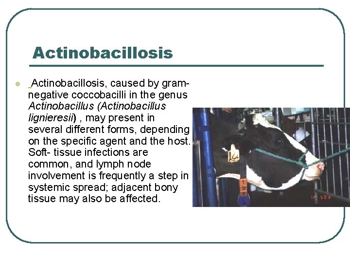 Actinobacillosis l Actinobacillosis, caused by gramnegative coccobacilli in the genus Actinobacillus (Actinobacillus lignieresii) , Actinobacillosis l Actinobacillosis, caused by gramnegative coccobacilli in the genus Actinobacillus (Actinobacillus lignieresii) ,