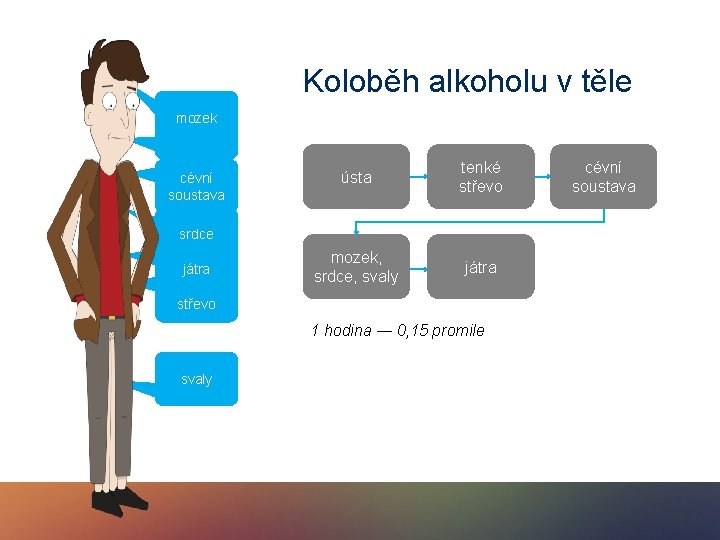 Koloběh alkoholu v těle mozek ústa cévní soustava ústa tenké střevo mozek, srdce, svaly