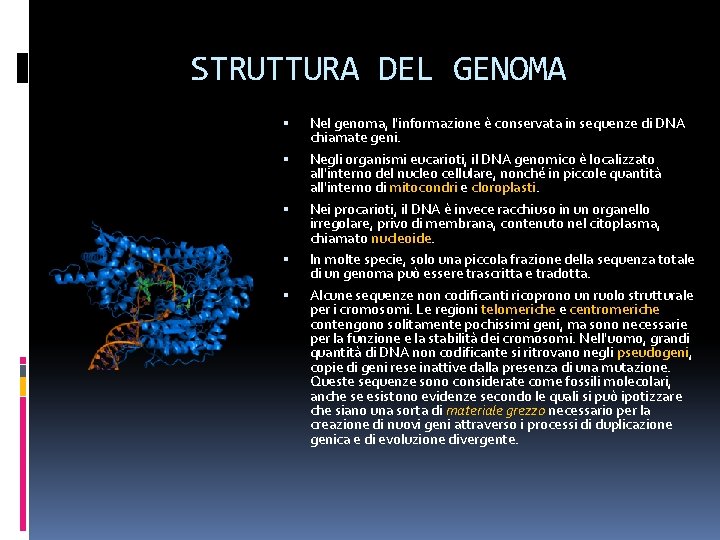 STRUTTURA DEL GENOMA Nel genoma, l'informazione è conservata in sequenze di DNA chiamate geni. STRUTTURA DEL GENOMA Nel genoma, l'informazione è conservata in sequenze di DNA chiamate geni.