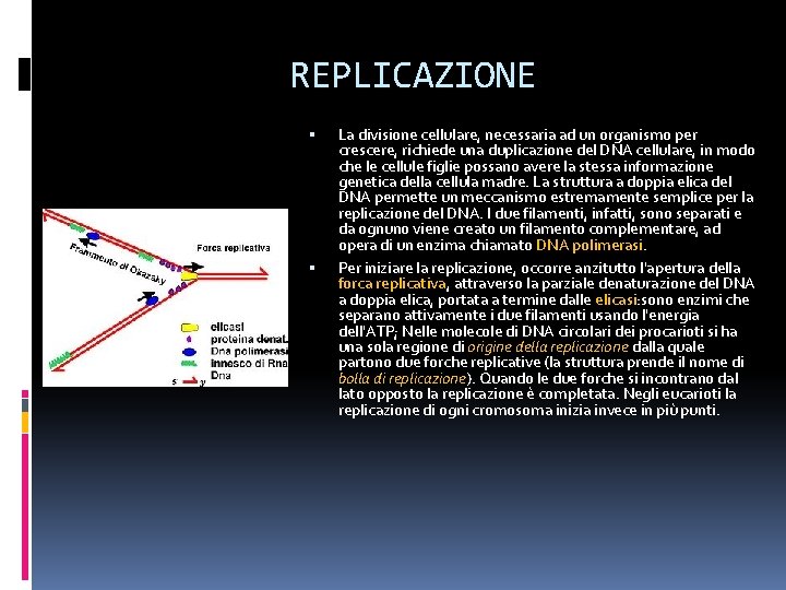 REPLICAZIONE La divisione cellulare, necessaria ad un organismo per crescere, richiede una duplicazione del REPLICAZIONE La divisione cellulare, necessaria ad un organismo per crescere, richiede una duplicazione del