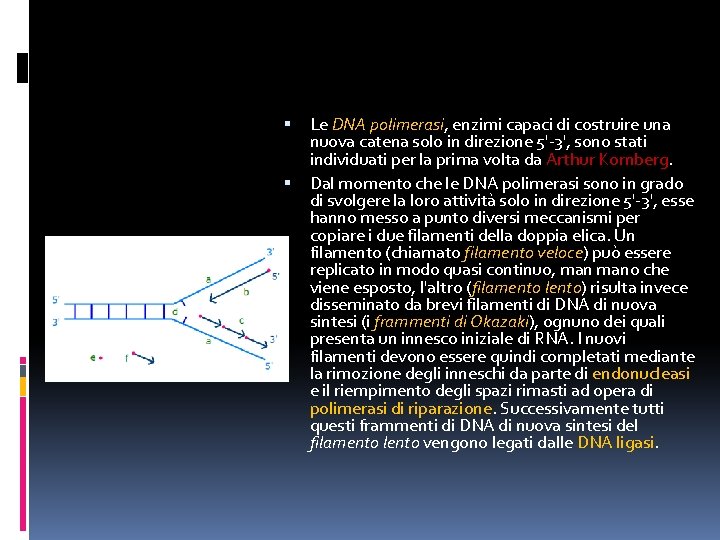 Le DNA polimerasi, enzimi capaci di costruire una nuova catena solo in direzione Le DNA polimerasi, enzimi capaci di costruire una nuova catena solo in direzione