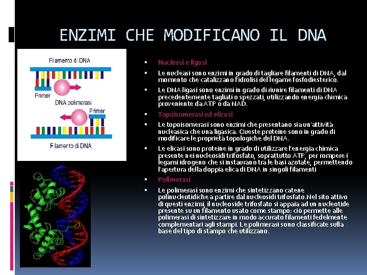 ENZIMI CHE MODIFICANO IL DNA Nucleasi e ligasi Le nucleasi sono enzimi in grado ENZIMI CHE MODIFICANO IL DNA Nucleasi e ligasi Le nucleasi sono enzimi in grado