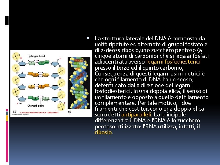 La struttura laterale del DNA è composta da unità ripetute ed alternate di La struttura laterale del DNA è composta da unità ripetute ed alternate di