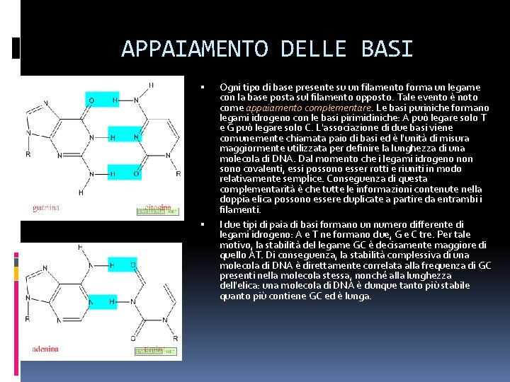 APPAIAMENTO DELLE BASI Ogni tipo di base presente su un filamento forma un legame APPAIAMENTO DELLE BASI Ogni tipo di base presente su un filamento forma un legame