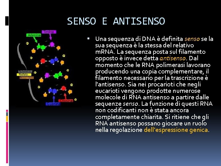 SENSO E ANTISENSO Una sequenza di DNA è definita senso se la sua sequenza SENSO E ANTISENSO Una sequenza di DNA è definita senso se la sua sequenza