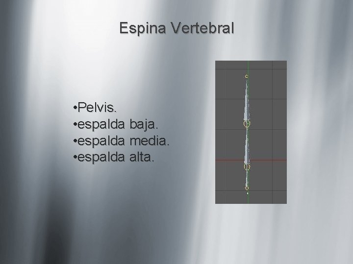 Espina Vertebral • Pelvis. • espalda baja. • espalda media. • espalda alta. 