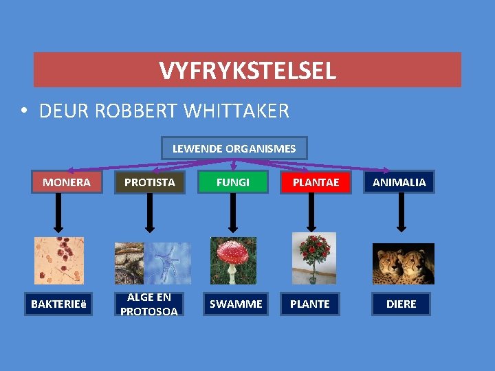 VYFRYKSTELSEL • DEUR ROBBERT WHITTAKER LEWENDE ORGANISMES MONERA BAKTERIEë PROTISTA FUNGI ALGE EN PROTOSOA